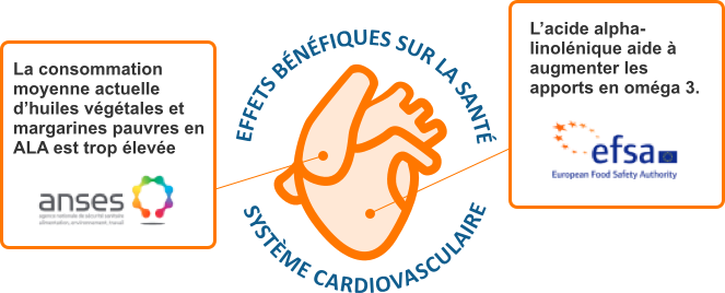 Effets bénefiques sur la santé